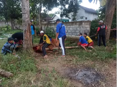 Penyembelihan Sapi Kurban